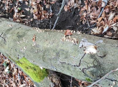 Tr&uacute;dnikovec zamatov&yacute;