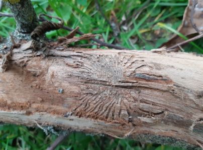 Podk&ocirc;rniky Scolytus na breste