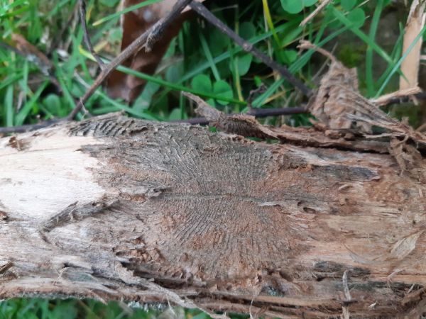 Podk&ocirc;rniky Scolytus na breste