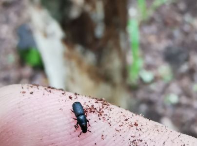 Lykokaz pňov&yacute;