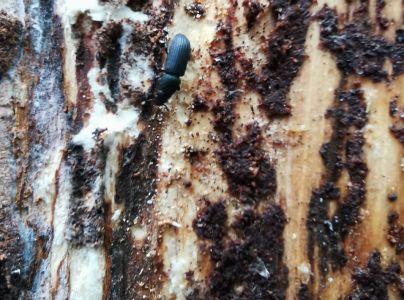 Lykokaz pňov&yacute;