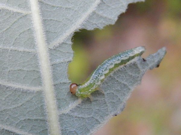 A - nejednoznačne určen&yacute;, nie sme si ist&iacute;