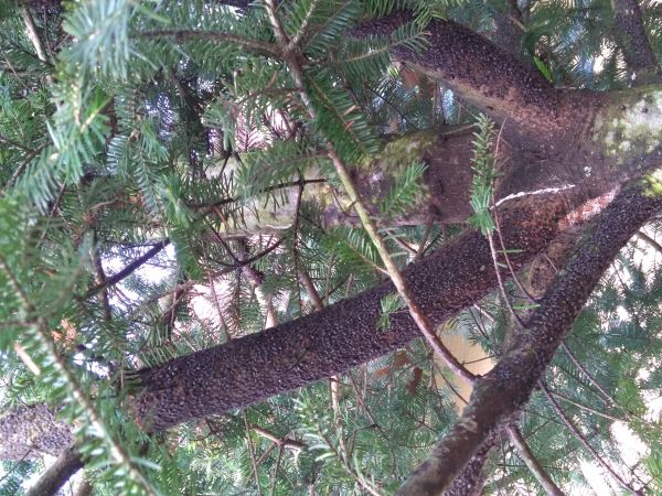 Medovnica Cinara curvipes