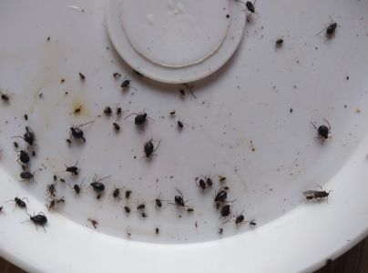 Medovnica Cinara curvipes