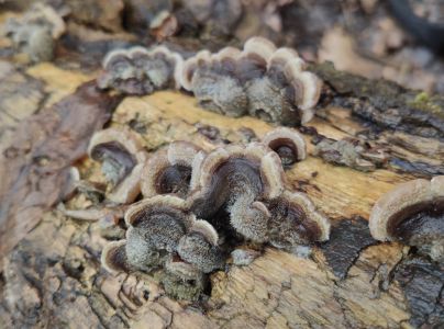 Uchovka p&aacute;sikav&aacute;