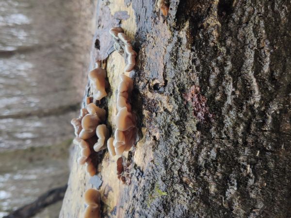 Uchovka p&aacute;sikav&aacute;