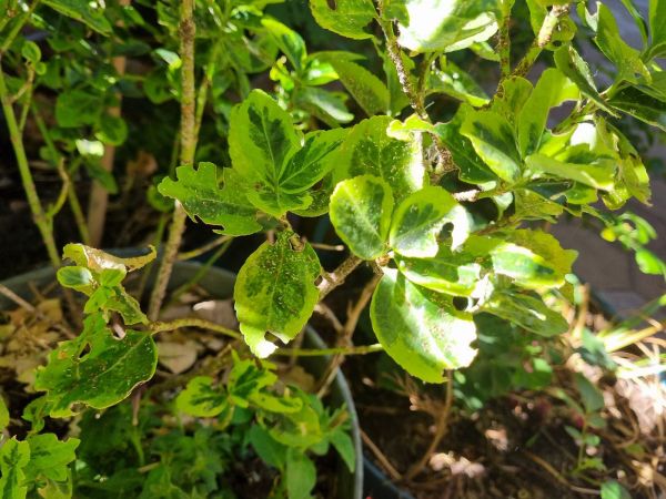 &Scaron;t&iacute;tnička br&scaron;lenov&aacute;