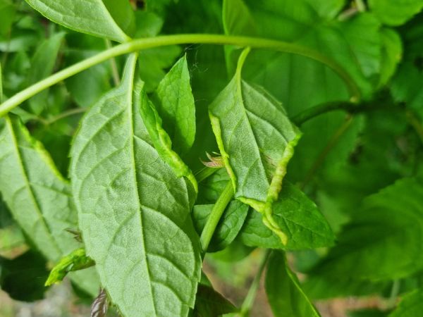 M&eacute;ra jaseňov&aacute;  