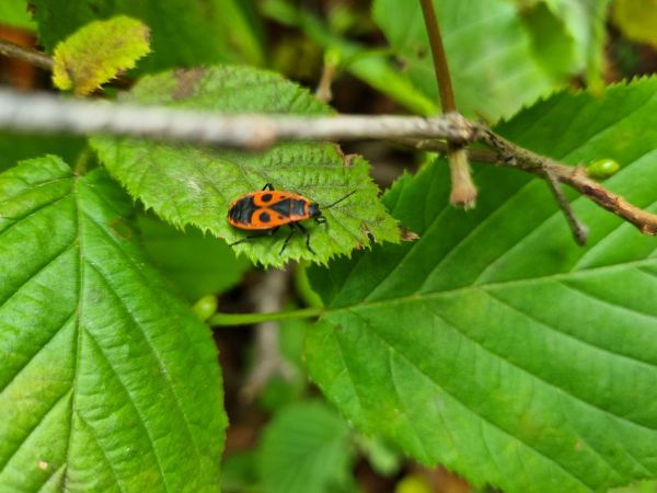 Cifru&scaron;a bezkr&iacute;dla 