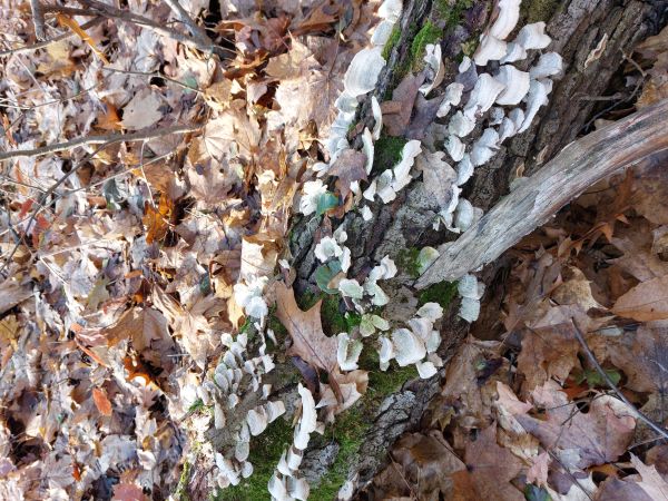 Tr&uacute;dnikovec pestr&yacute;