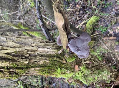 Uchovka bazov&aacute;