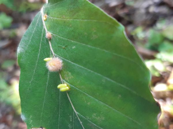 Byľomor Hartigiola annulipes