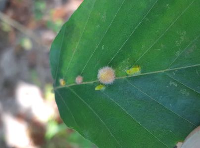 Byľomor Hartigiola annulipes