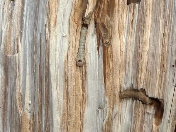 P&iacute;lovka veľk&aacute;