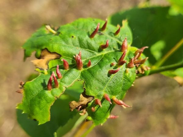 Roztoč Vlnovn&iacute;k lipov&yacute;