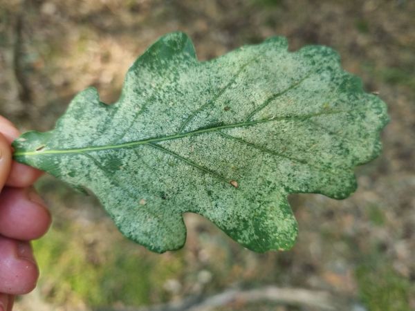 Sietnička dubov&aacute;