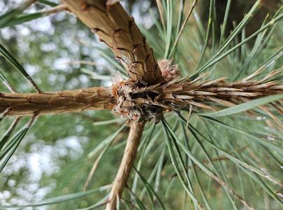 Obaľovač ml&aacute;dnikov&yacute;