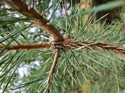 Obaľovač ml&aacute;dnikov&yacute;