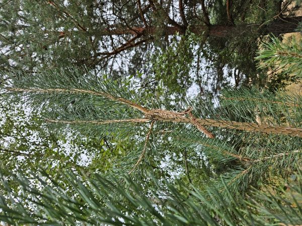 Obaľovač ml&aacute;dnikov&yacute;