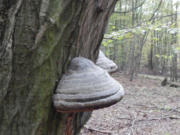 Pr&aacute;chnovec kopytovit&yacute;