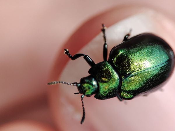 A - nejednoznačne určen&yacute;, nie sme si ist&iacute;