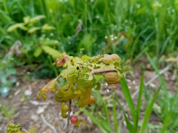 A - nejednoznačne určen&yacute;, nie sme si ist&iacute;