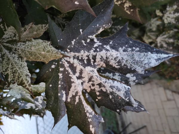 M&uacute;čnatka jabloňov&aacute;