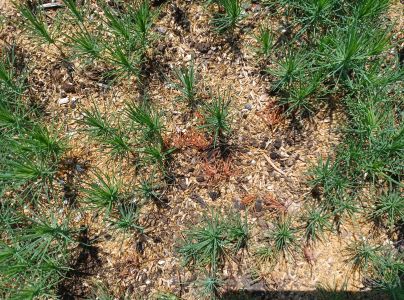 A - nejednoznačne určen&yacute;, nie sme si ist&iacute;