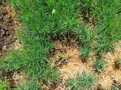 A - nejednoznačne určen&yacute;, nie sme si ist&iacute;