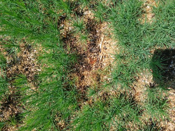 A - nejednoznačne určen&yacute;, nie sme si ist&iacute;