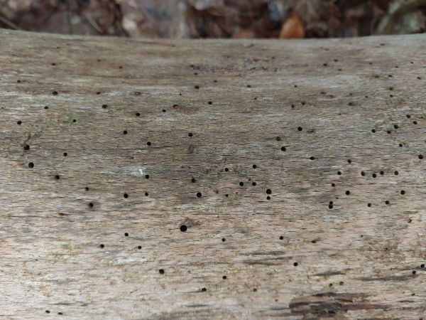 Červotoč obyčajn&yacute;