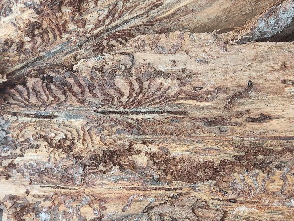 Lykožr&uacute;t smrekov&yacute;