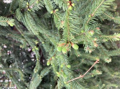 A - nie je v datab&aacute;ze