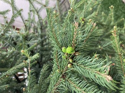 A - nie je v datab&aacute;ze