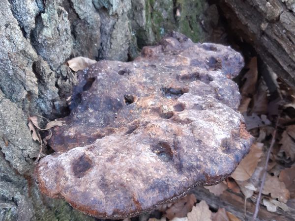 Pečeňovec dubov&yacute;