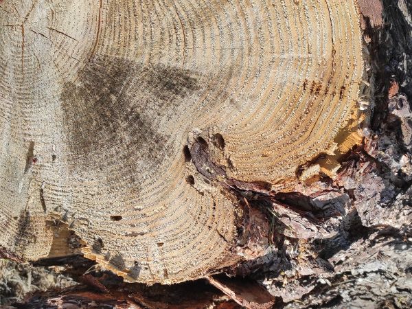 Fuz&aacute;č borovicov&yacute;