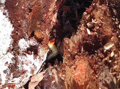 Fuz&aacute;č borovicov&yacute;