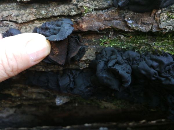 Tmavor&ocirc;solovec mozgovit&yacute;