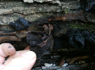 Tmavor&ocirc;solovec mozgovit&yacute;