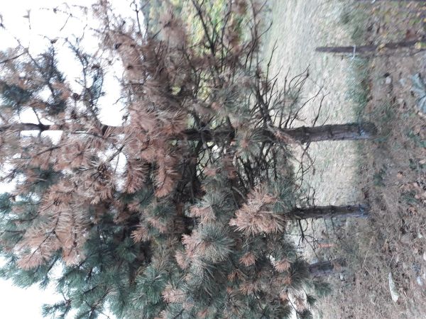 A - nejednoznačne určen&yacute;, nie sme si ist&iacute;