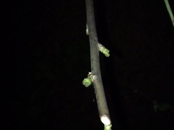 A - nejednoznačne určen&yacute;, nie sme si ist&iacute;