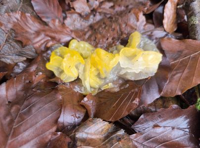 A - nie je v datab&aacute;ze