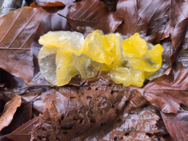 A - nie je v datab&aacute;ze