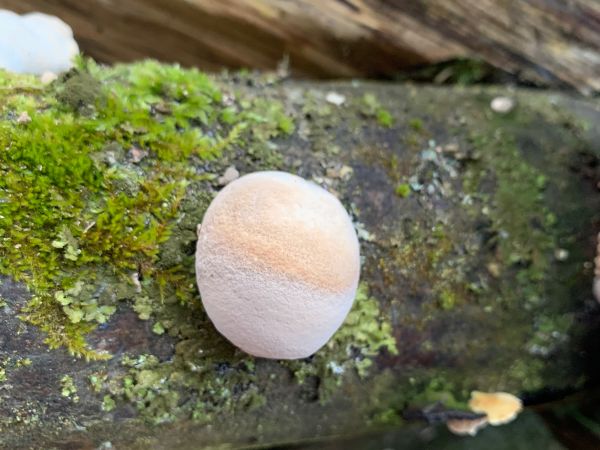 Pr&aacute;chnovec kopytovit&yacute;