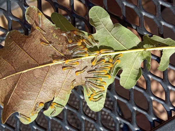 Piliarka Caliroa cinxia