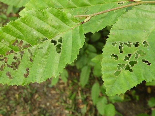 Nos&aacute;nik lieskov&yacute;