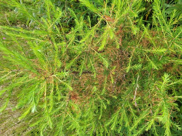 A - nejednoznačne určen&yacute;, nie sme si ist&iacute;