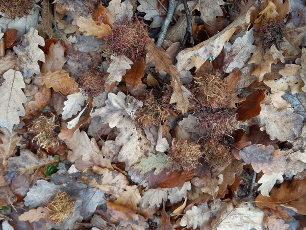 Hrčiarka Andricus caputmedusae