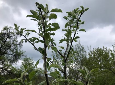 Drevotoč hru&scaron;kov&yacute;