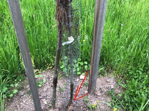 Drevotoč hru&scaron;kov&yacute;